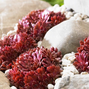 Joubarbe Chick Charms®  - Sempervivum - Sempervivum 'chick charmes' - Willemse