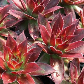 Vente Joubarbe Chick Charms®  - Sempervivum - Sempervivum 'chick charmes'