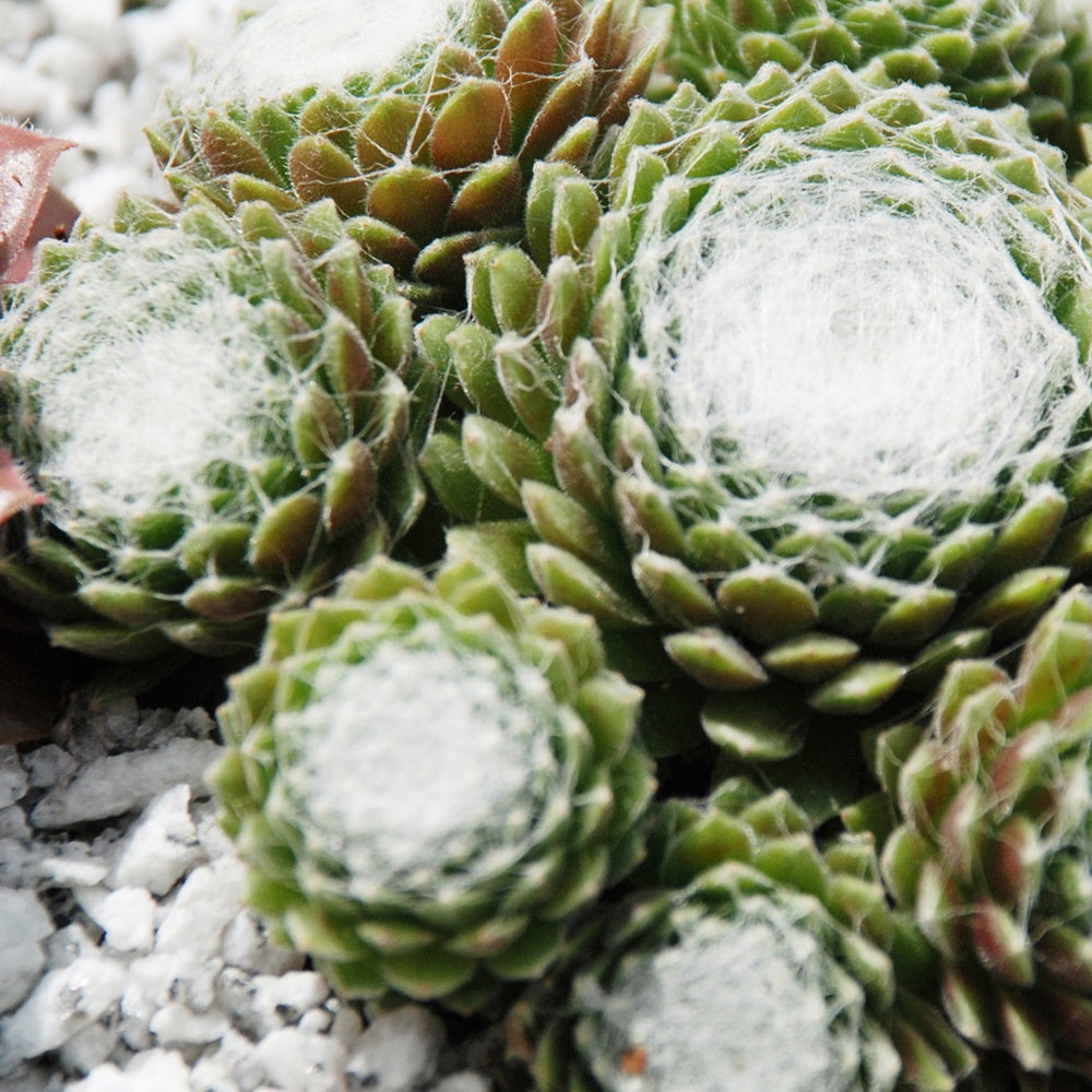 Joubarbe - Sempervivum - Joubarbe Chick Charms®  - Sempervivum - Sempervivum 'chick charmes'