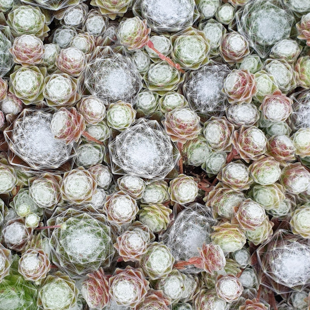 Sempervivum 'chick charmes' - Joubarbe Chick Charms®  - Sempervivum - Joubarbe - Sempervivum