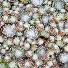 Sempervivum 'chick charmes' - Joubarbe Chick Charms®  - Sempervivum - Joubarbe - Sempervivum