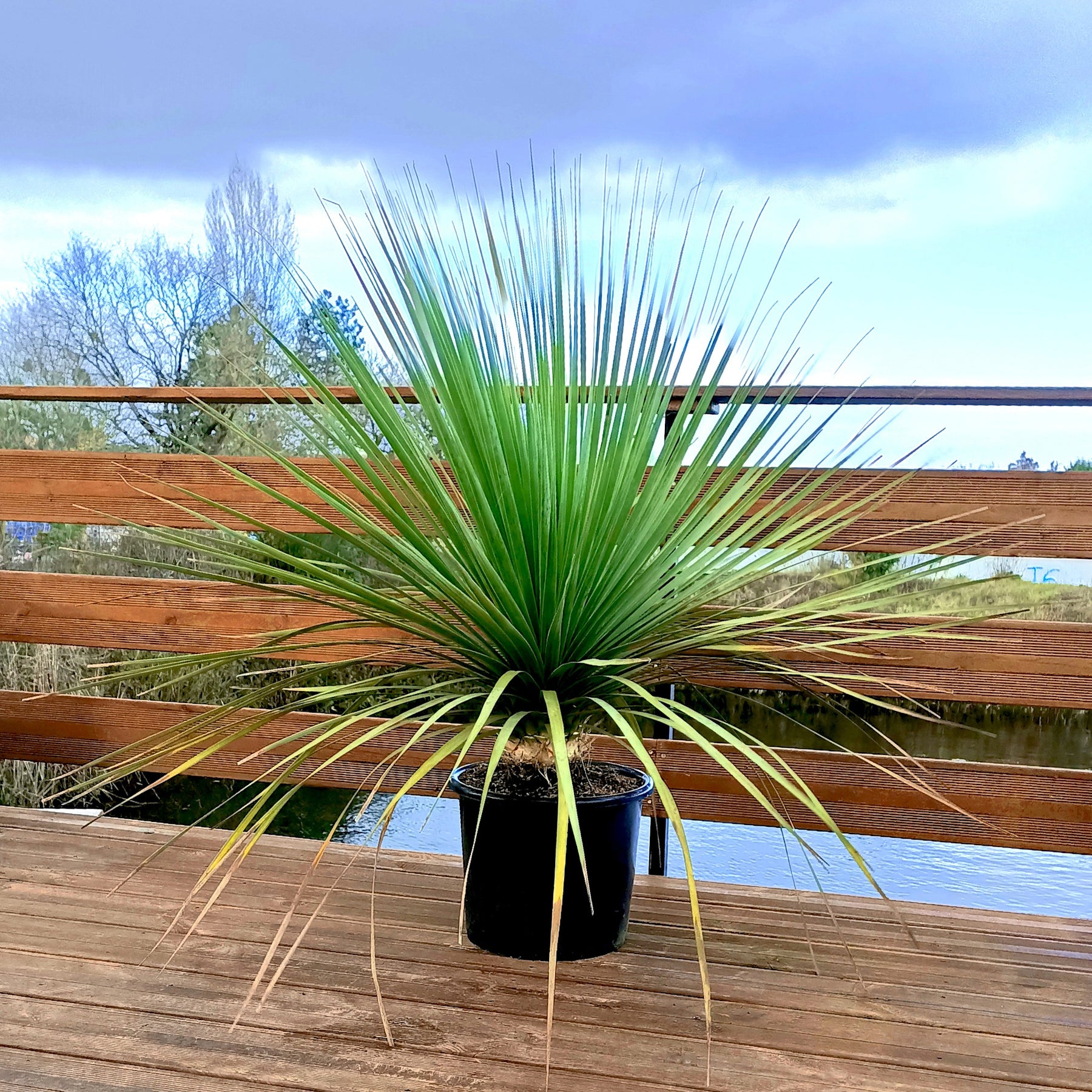 Nolina nelsonii - Noline bleue - Palmier