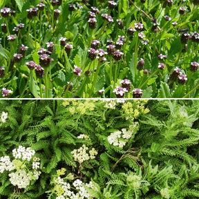 2 Achillées et 1 Lippia en mélange - Willemse