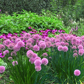 Ail d'ornement Lavender Bubbles - Willemse
