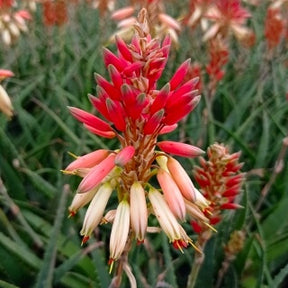 Plantes grasses d'extérieur - Aloe Safari Sunrise - Aloe x safari Sunrise ®