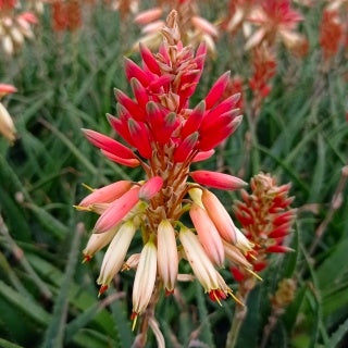 Plantes grasses d'extérieur - Aloe Safari Sunrise - Aloe x safari Sunrise ®