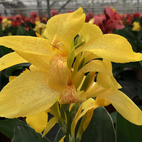 Canna nain Electric Lemonade - Willemse