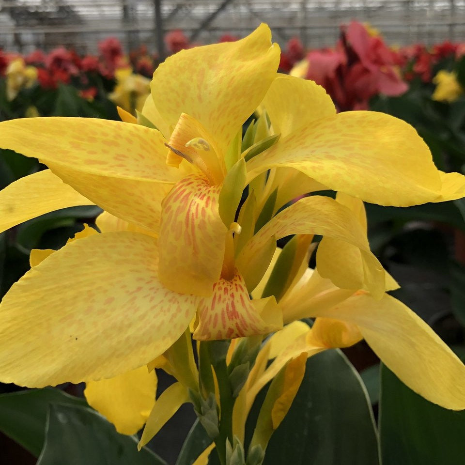 Canna nain Electric Lemonade - Willemse