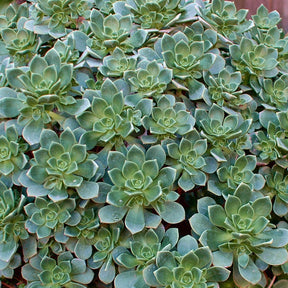 Echeveria - Aeonium Haworthii - Willemse