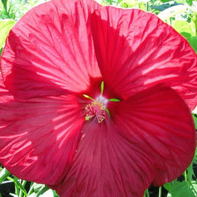 Hibiscus moscheutos Luna Red - Hibiscus des marais Luna Red - Hibiscus
