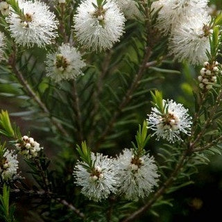 Melaleuca alternifolia - L'arbre à thé - Arbres