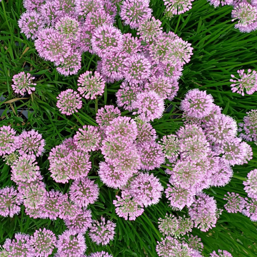 Allium Millenium - Ail d'ornement Millenium - Fleurs vivaces