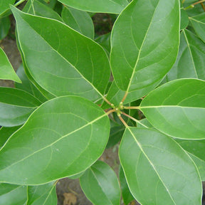 Camphrier - Cinnamomum camphora