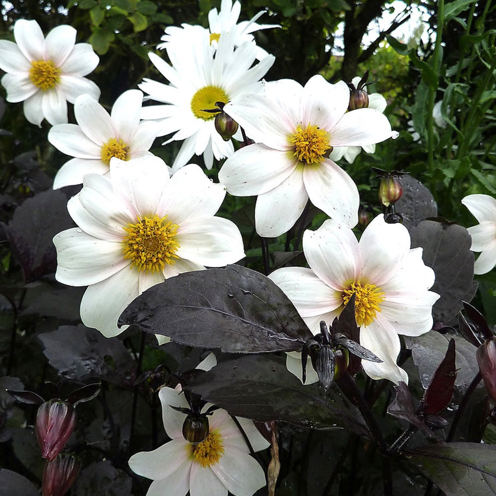 Dahlia Twyning's After Eight - Willemse