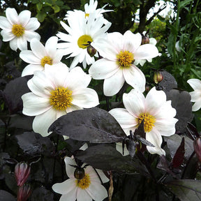 Dahlia Twyning's After Eight - Willemse