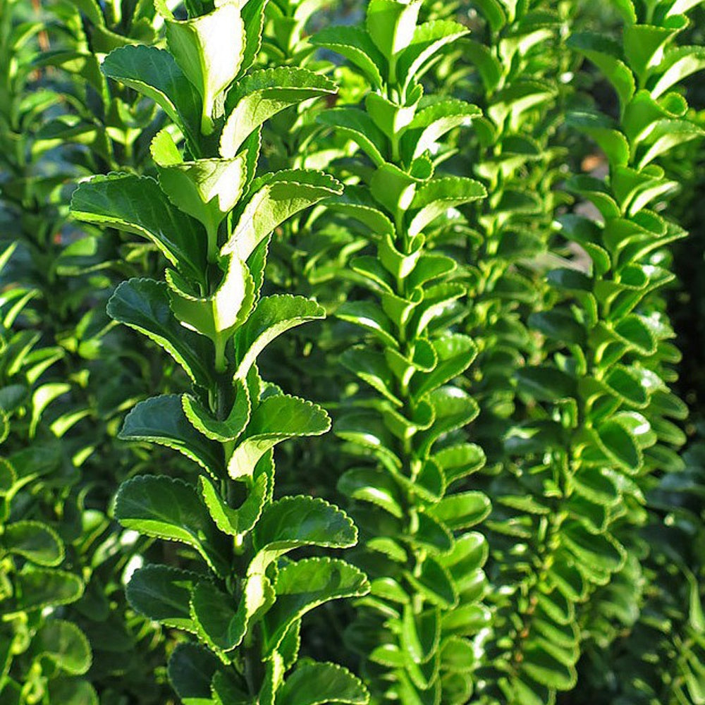 Fusain du Japon 'Green Spire' - Euonymus japonicus green spire - Willemse