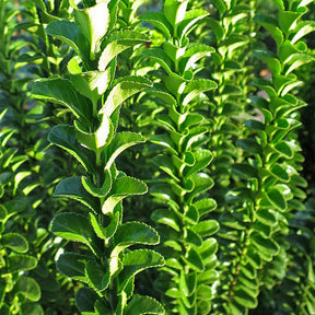 Fusain du Japon 'Green Spire' - Euonymus japonicus green spire - Willemse