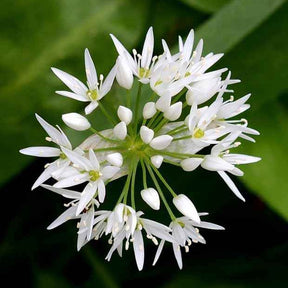Allium ursinum - Ail des ours - Graines d'aromatiques