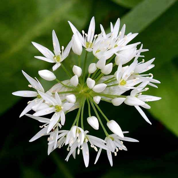 Allium ursinum - Ail des ours - Graines d'aromatiques