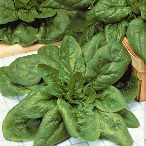 Graines de fruits et légumes Bio - Epinard Géant d'Hiver BIO - Epinard geant d'hiver