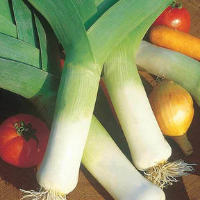 Graines de fruits et légumes Bio - Poireau Monstrueux de Carentan 2 Bio - Allium porrum Monstrueux de Carentan 2