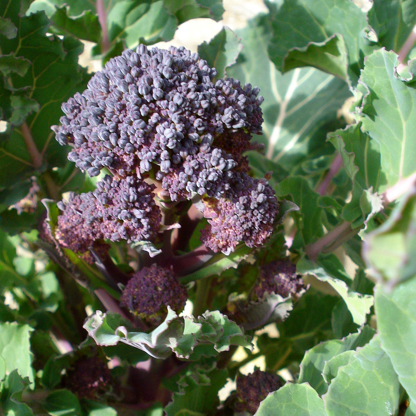 Chou Brocoli Early Purple Sprouting BIO - Willemse