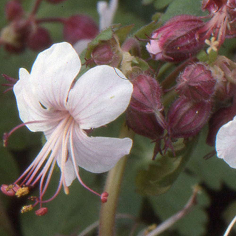 Vente Géraniums vivaces Spessart - Geranium  macrorrhizum Spessart