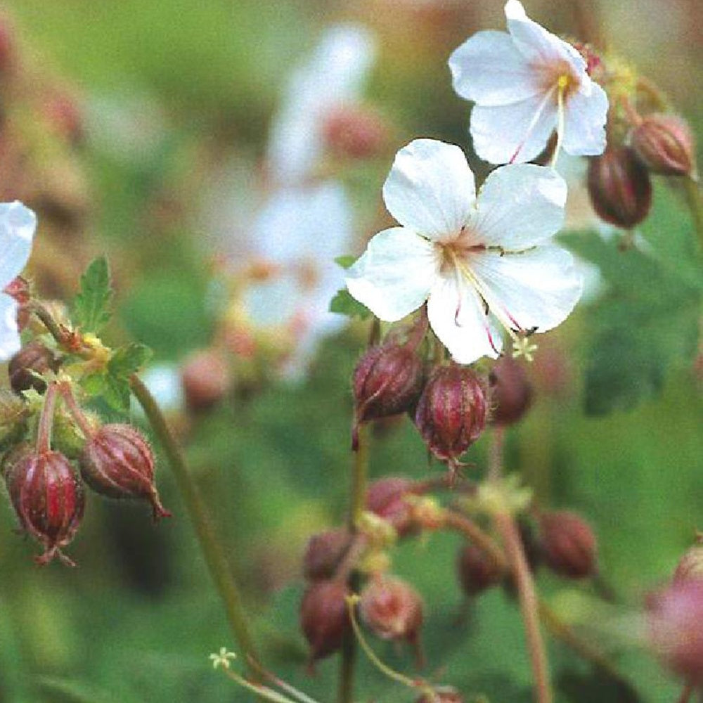 Vente Géraniums vivaces Spessart