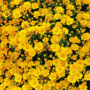 Chrysanthème du Pacifique Bengo Gold - Ajania bellania bengo gold - Willemse