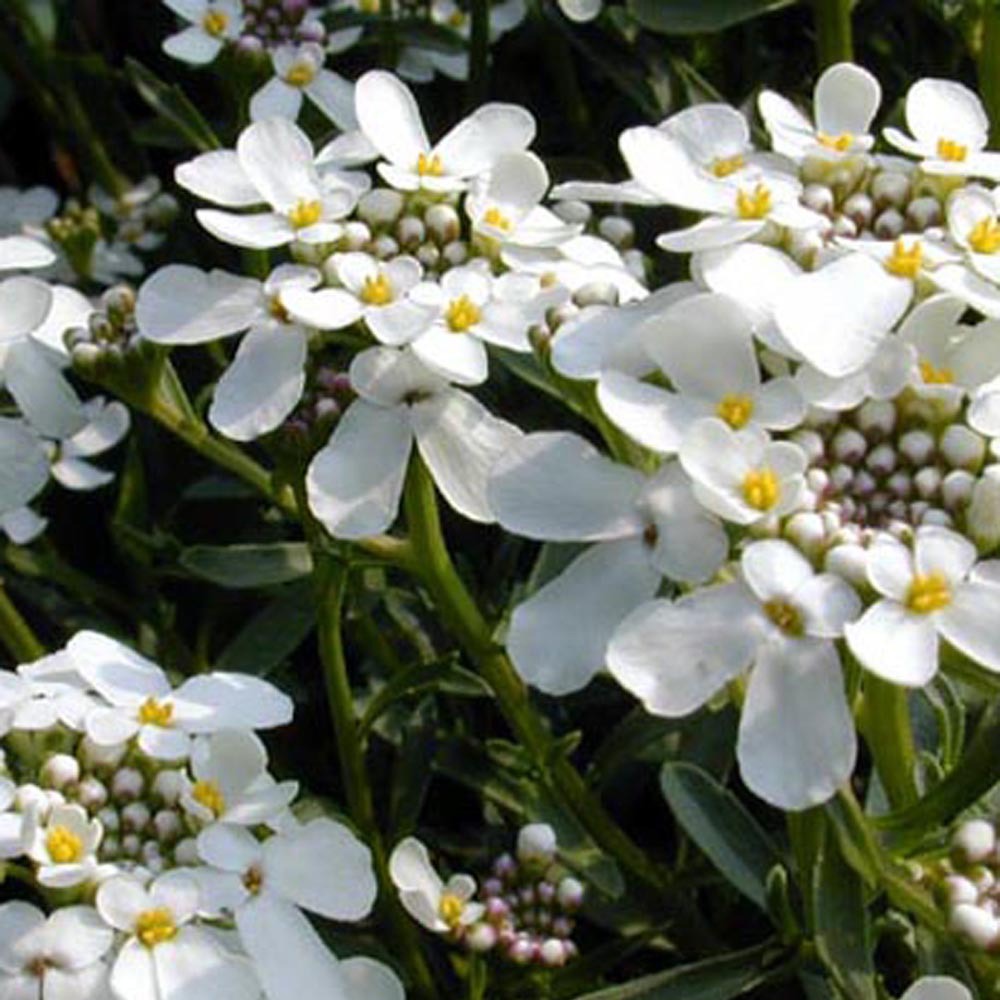 Vente Corbeille d'argent - Iberis sempervirens 'weisser zwerg'