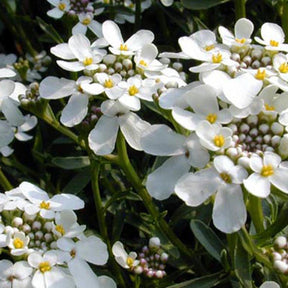 Vente Corbeille d'argent - Iberis sempervirens 'weisser zwerg'
