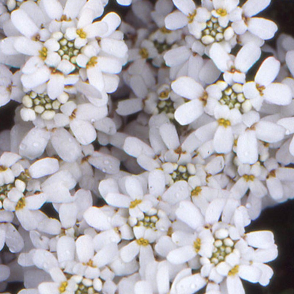 Corbeille d'Argent - Corbeille d'argent - Iberis sempervirens 'weisser zwerg'