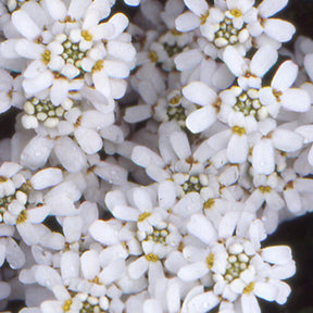 Corbeille d'Argent - Corbeille d'argent - Iberis sempervirens 'weisser zwerg'