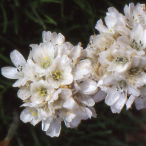 Gazon d'Espagne - Gazon d'Espagne blanc - Armeria maritima alba