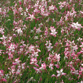 Gaura Rosyjane - Willemse