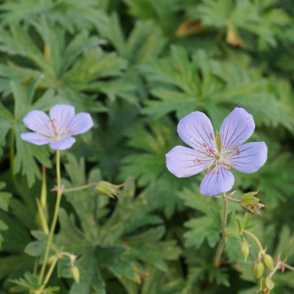 Géranium vivace Blue Cloud - Willemse