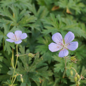 Géranium vivace Blue Cloud - Willemse