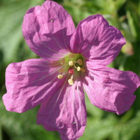 Géranium vivace Rosenlicht - Willemse