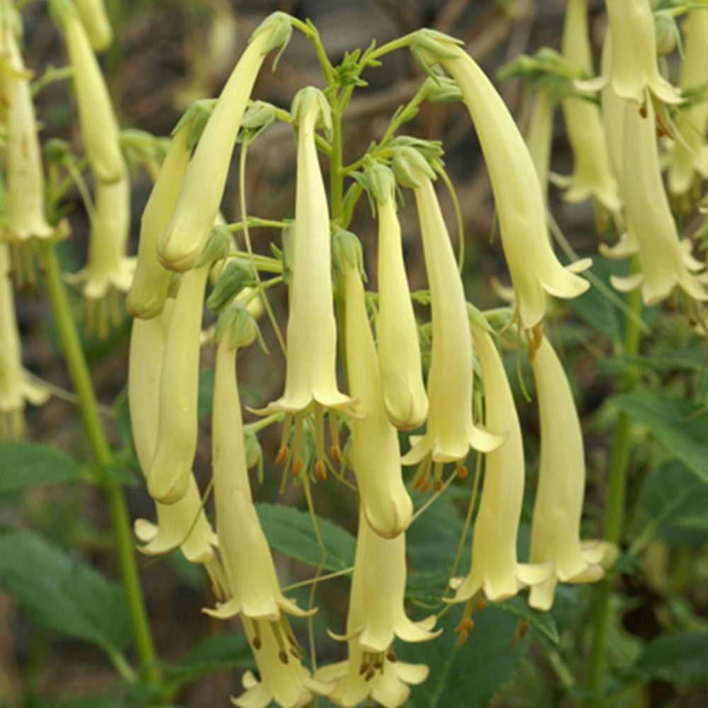 Fuschia du Cap Moonraker - Willemse