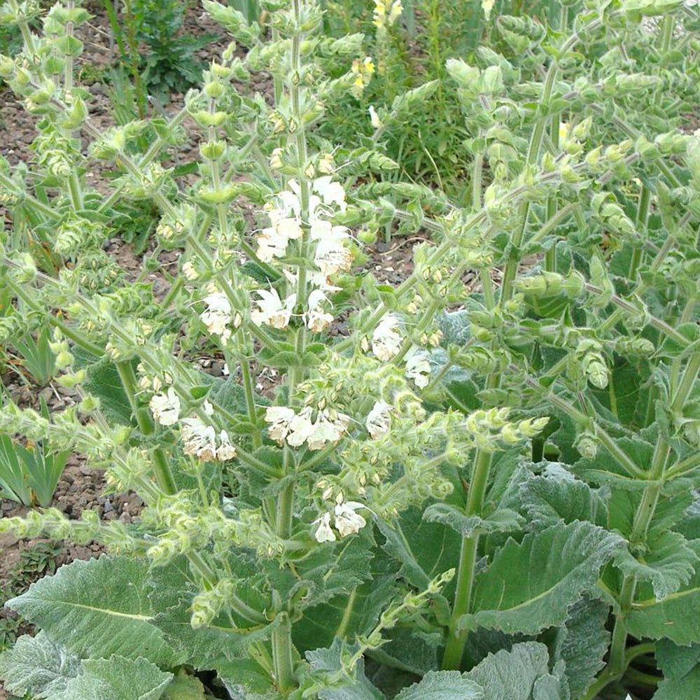 Vente Sauge argentée - Salvia argentea