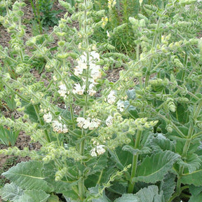 Vente Sauge argentée - Salvia argentea