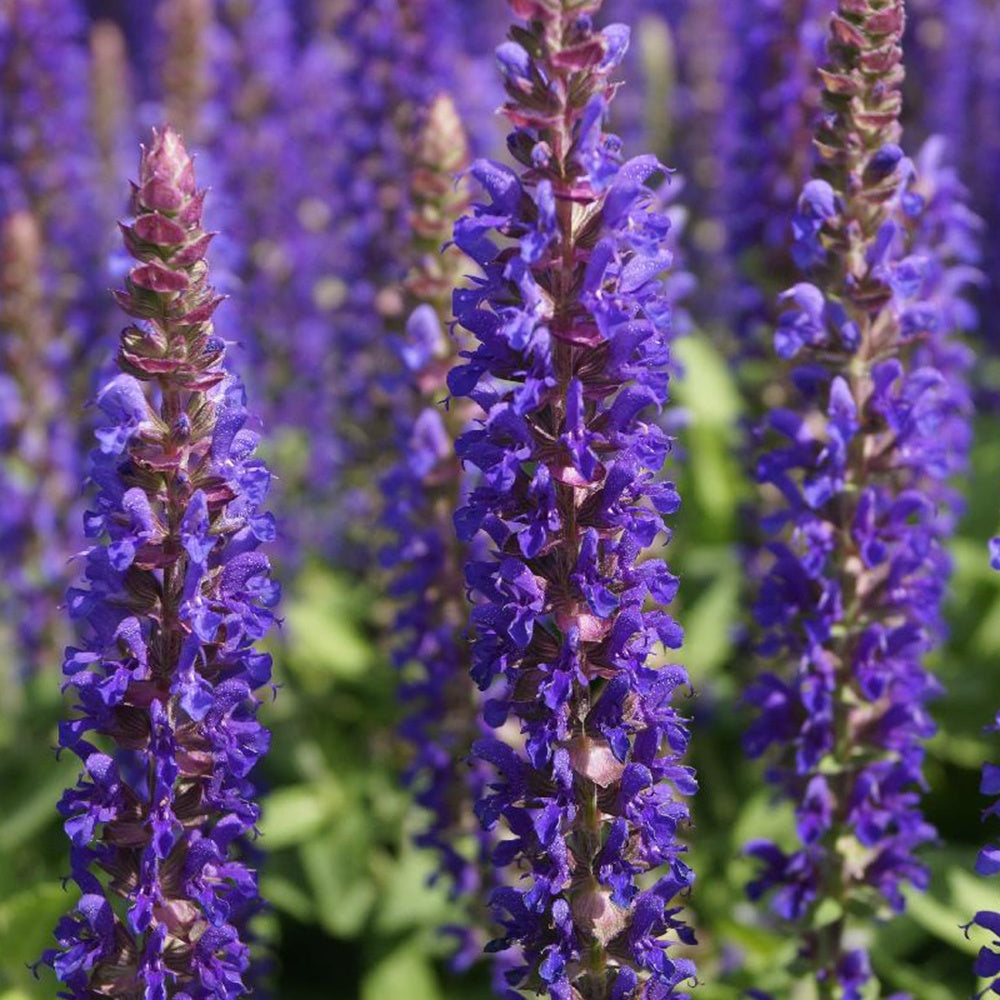 Sauge des bois Blue Bouquetta - Willemse