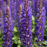 Sauge des bois Blue Bouquetta - Willemse