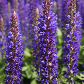 Sauge des bois Blue Bouquetta - Willemse