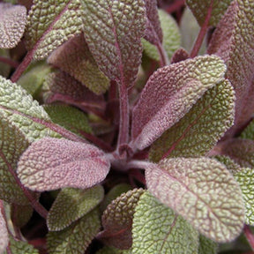 Salvia officinalis purpurascens - Sauge officinale Purpurascens - Sauges