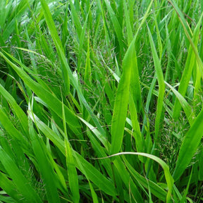 Hakonechloa macra - Herbe du Japon - Herbe du Japon