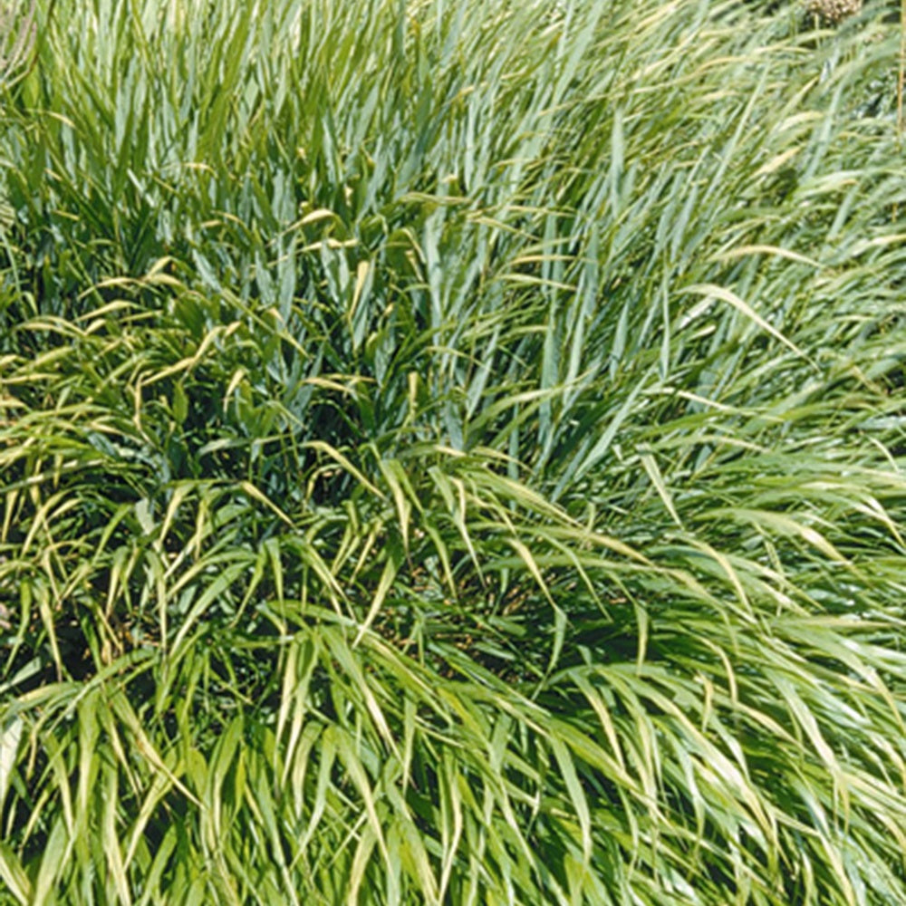 Herbe du Japon - Herbe du Japon - Hakonechloa macra