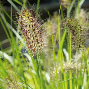 Herbe aux écouvillons Hameln Gold - Pennisetum - Willemse