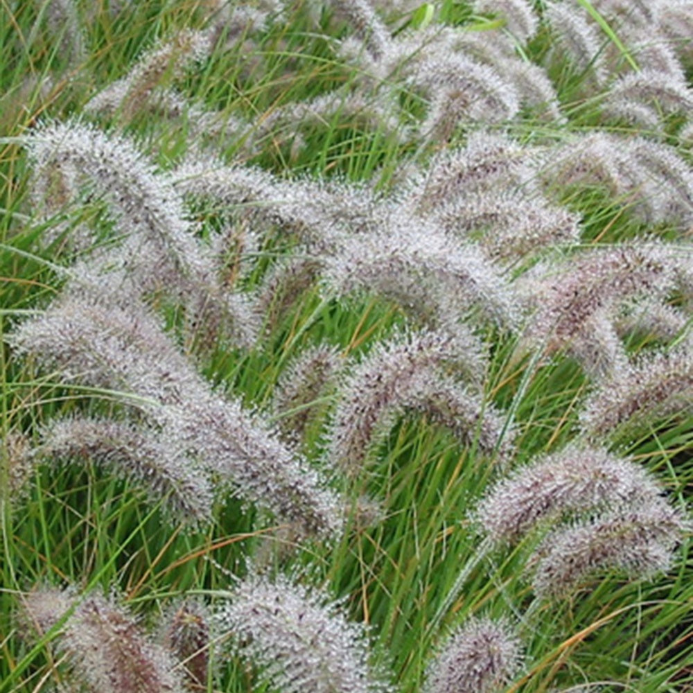 Pennisetum - Herbe aux écouvillons - Pennisetum - Pennisetum alopecuroides (compressum)