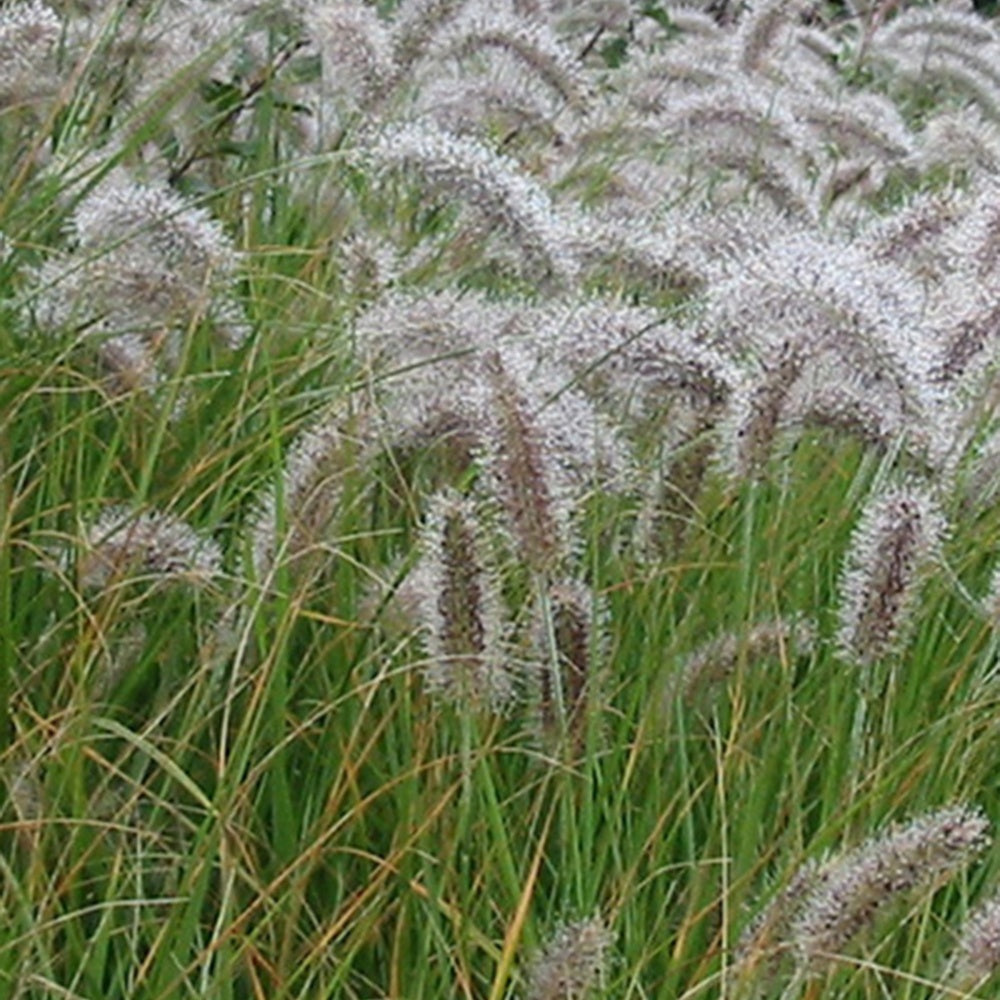 Vente Herbe aux écouvillons - Pennisetum